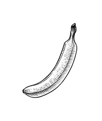 Banana fruit and palm leaves. Hand drawn with ink in vintage style. Linear graphic design. Detailed vegetarian food. Vector illustration for label, poster, print