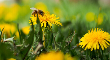 nature scenery, close-up of a dandelion in a meadow and a bee collecting honey nectar