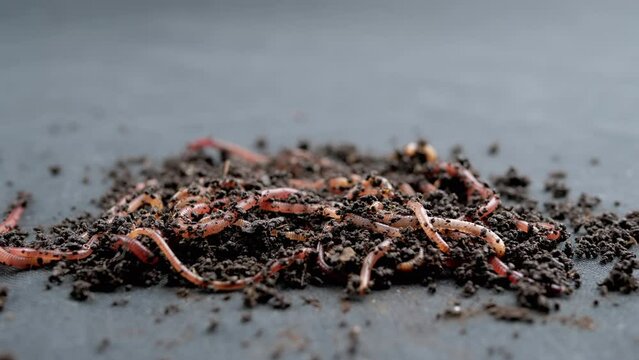 Close up Crawling Red Earthworms in Black Soil Isolated on Black Background. Slow motion. A group of wriggling earthworms in wet compost. Fishing worms. Red worms Dendrobaena. Loosening fertile soil.
