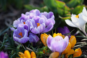 crocus flowers in spring