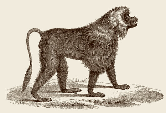 Walking male theropithecus gelada, after antique copperplate