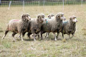 Guidage de moutons