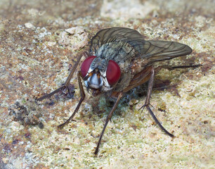 A Focus Stacked Close-up Image of a Common House Fly on a Brick Wall