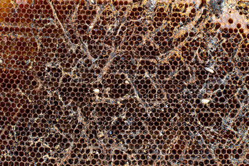Waxworms, caterpillar larvae of wax moths, on damaged beeswax, frame with waxed wax moth.