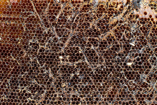 Waxworms, caterpillar larvae of wax moths, on damaged beeswax, frame with waxed wax moth.