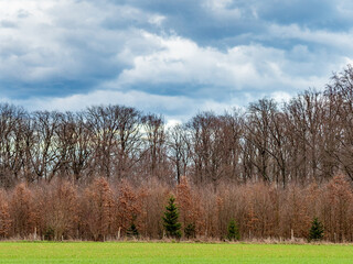 Obraz premium Wiederaufforstung im Mischwald