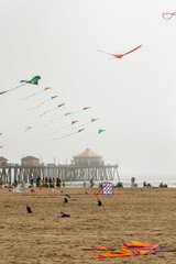 kites flying on the beach