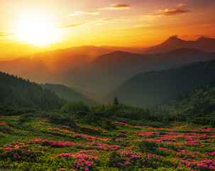 blossoming red rhododendrons flowers in the mountains, amazing panoramic nature scenery