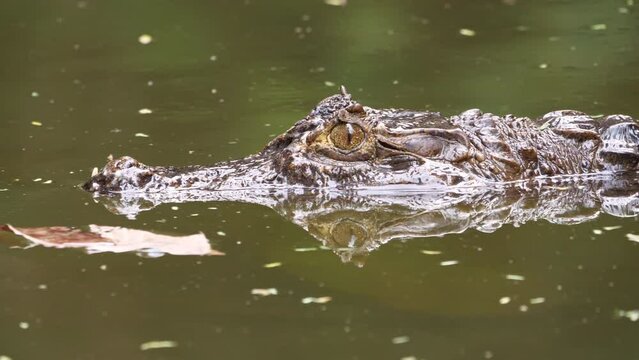 Spectacled caiman swimming