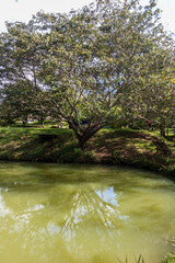 Leisure and rest area with woods on the shores of the lake with a small wooden deck and a house in the background with a hammock on the yard, located in Brazil