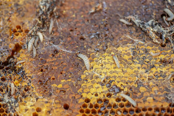 Waxworms, caterpillar larvae of wax moths, on damaged beeswax, frame with waxed wax moth.