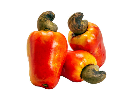 The cashew nut is the fruit of the cashew tree