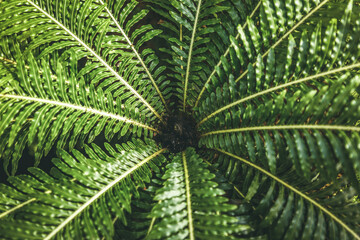 Close-up detail of a fern, view from above