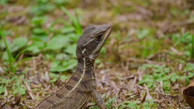 Closeup of a common basilisk in Costa Rica