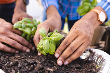 Midsection of african american couple planting basil in garden