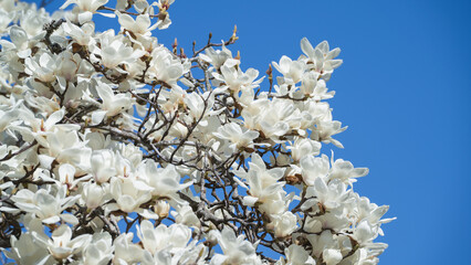 日本で咲くハクモクレンの花