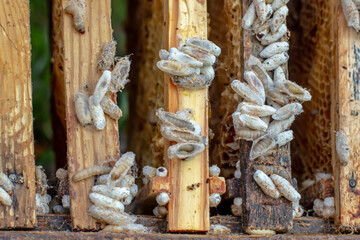 Fully-grown larvae form cocoons in comb debris, attached to frame or hive body. Larvae chew...