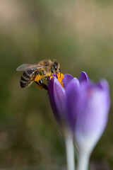 Portrait close-up of a honey bee searching for pollen on a purple crocus