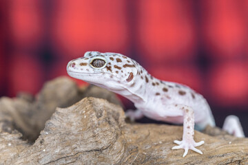 Leopard gecko lizard is standing on a piece of wood.