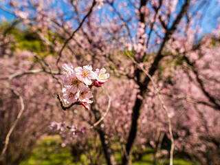 桜の園