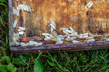 Fully-grown larvae form cocoons in comb debris, attached to frame or hive body. Larvae chew...