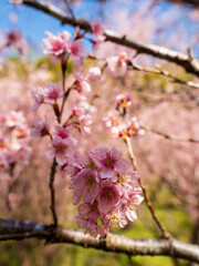 満開の桜の花