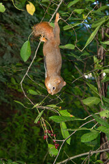 Little Squirrel tries to reach the berries