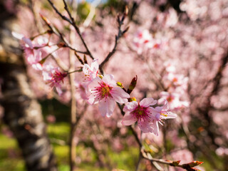 満開の桜の花