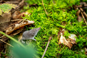 Naklejka na ściany i meble Tiny little shrew mouse walking around in the forest