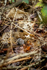 Tiny little shrew mouse walking around in the forest