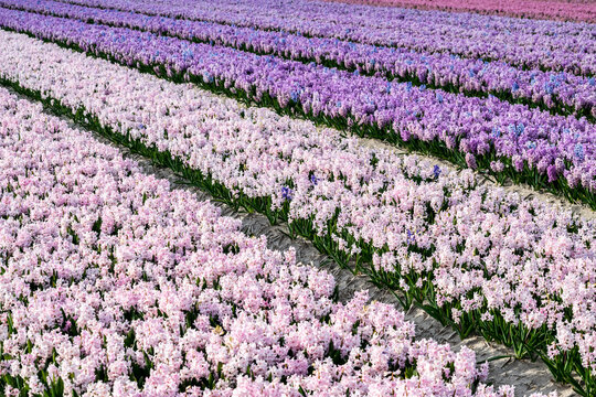Flower fields of pink and purple hyacinths in the Netherlands. Dutch flowers grow in symmetrical rows. Attractions for tourists in Holland.
