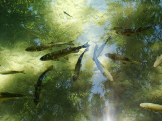 fish in the water