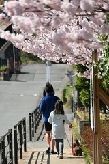 Fototapeta na wymiar Cherry blossoms in full bloom. Scenery of spring in Japan. Seasonal background material