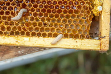 Waxworms, caterpillar larvae of wax moths, on damaged beeswax, frame with waxed wax moth.