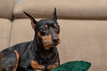 Fototapeta na wymiar dwarf pincher lies on the sofa on a beige background, studio portrait of a dog