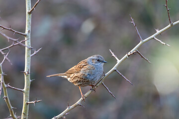 A Dunnock (Prunella modularis) perched in a Hawthorn tree.