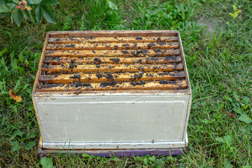 Wax moth larvae on an infected bee nest. cover of the hive is infected with a wax moth. family of...