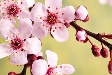 Fototapeta na wymiar Japanese cherry branches with sakura flowers. Close-up.