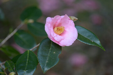 土佐有楽　椿の花