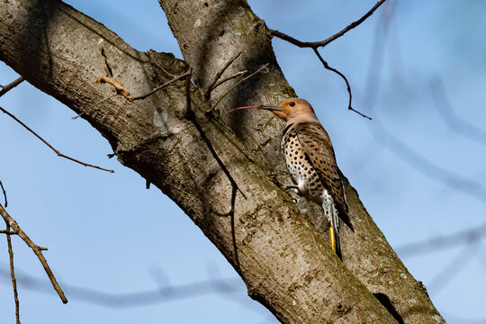 Male northern flicker or common flicker with tongue out  hanging on a tree