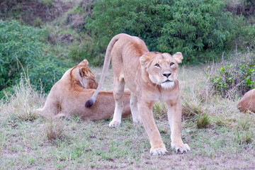 Lioness stretches after a nap in the Maasai Mara, Kenya