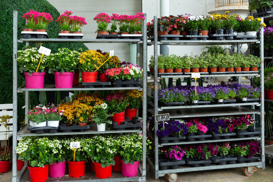 Assorted blooming flowers in pots on racks prepared for sale in store
