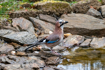 A Eurasian Jay (Garrulus glandarius) down by the water's edge.