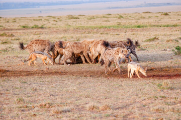 A pack of hyenas fights over and devours a wildebeest carcass while jackals linger nearby