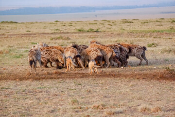 A pack of hyenas fights over and devours a wildebeest carcass while jackals linger nearby