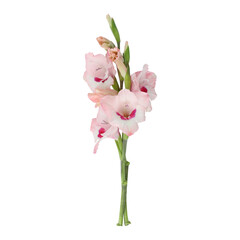 Light pink gladiolus flower stems isolated on transparent background	
