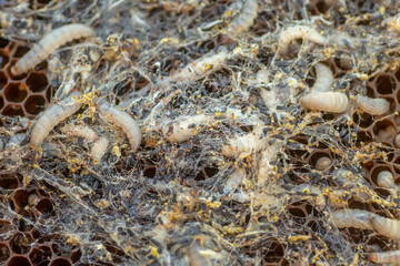 Waxworms, caterpillar larvae of wax moths, on damaged beeswax, frame with waxed wax moth.