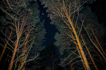 starry sky in winter in a pine forest