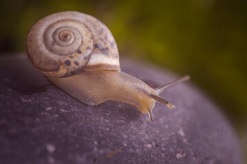 Snail on a stone on a blurred background.