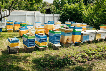 Bees at old hive entrance. Bees returning from honey collection to yellow hive. Bees at entrance....
